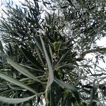 Elaia Retreat In Nature Prázdninový dům Fregkena