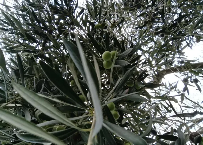 Elaia Retreat In Nature 펜션 Fregkena